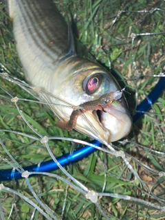 ボラの釣果