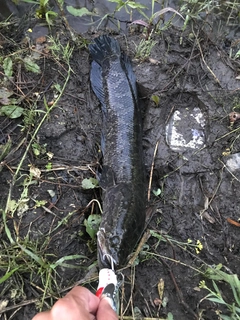 ライギョの釣果
