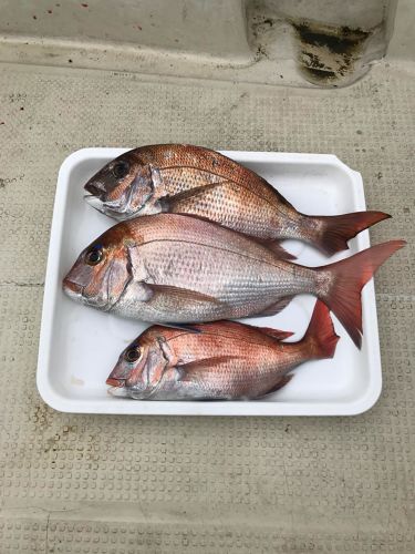 マダイの釣果