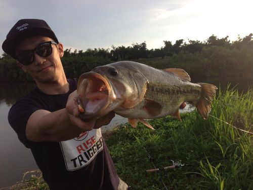 ブラックバスの釣果