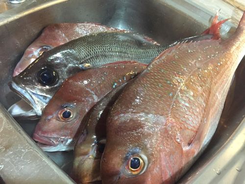 マダイの釣果