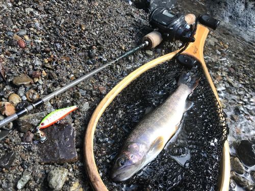 イワナの釣果