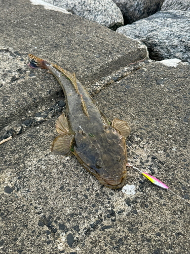 マゴチの釣果