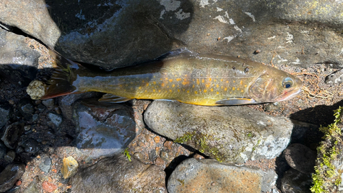 ヤマトイワナの釣果