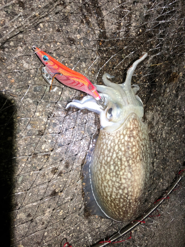 シリヤケイカの釣果