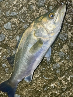 セイゴ（マルスズキ）の釣果