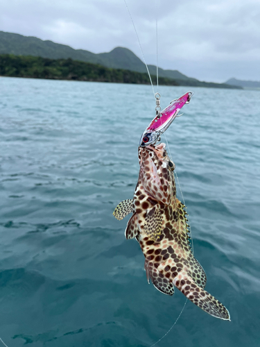 イシミーバイの釣果