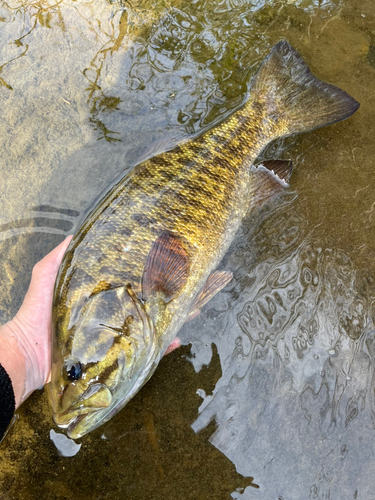 スモールマウスバスの釣果