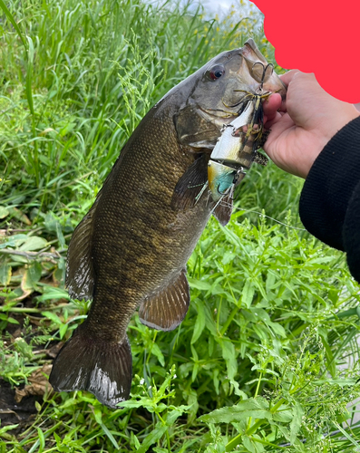 スモールマウスバスの釣果