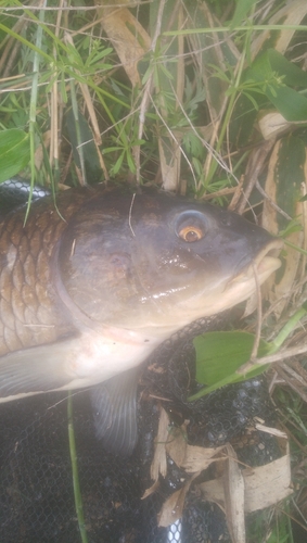 コイの釣果