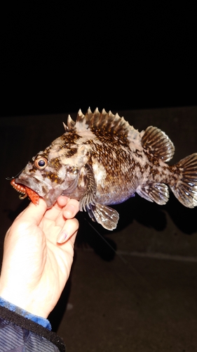 オウゴンムラソイの釣果