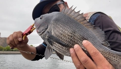 チヌの釣果