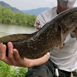 タイワンドジョウ