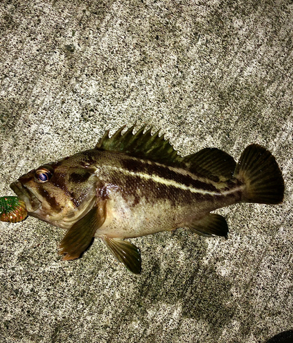 シマソイの釣果