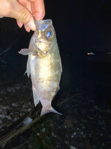 シロメバルの釣果