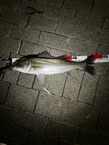 シーバスの釣果