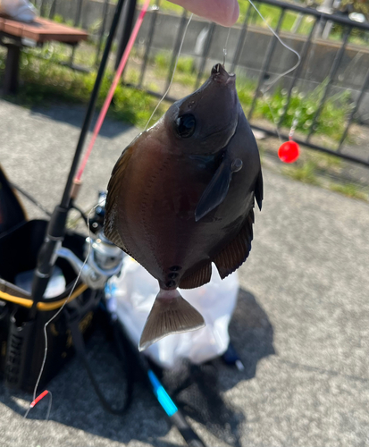 ニザダイの釣果