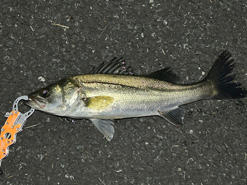 セイゴ（マルスズキ）の釣果