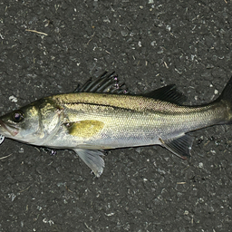 セイゴ（マルスズキ）の釣果・釣り情報まとめ【2024年最新