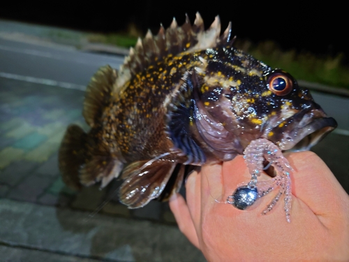 オウゴンムラソイの釣果