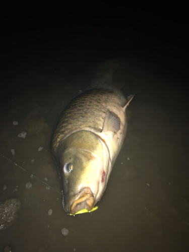 コイの釣果