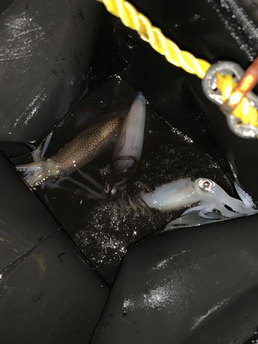 マメイカの釣果