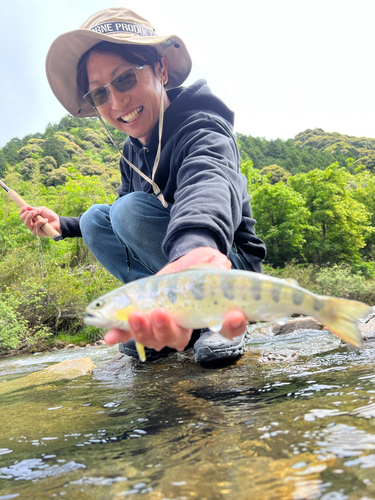 アマゴの釣果