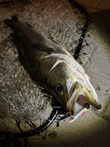 シーバスの釣果