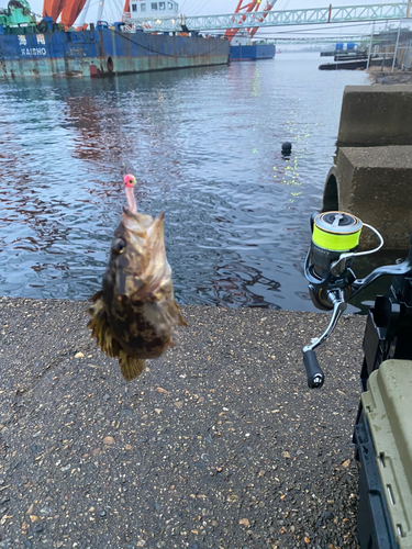 タケノコメバルの釣果