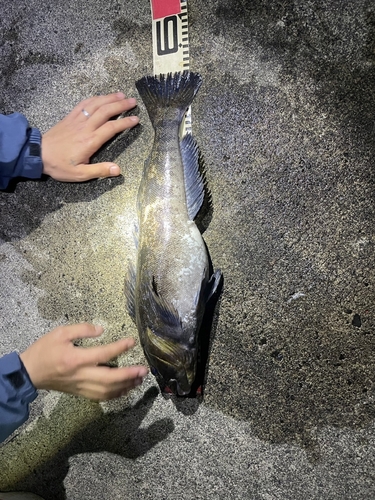 アイナメの釣果