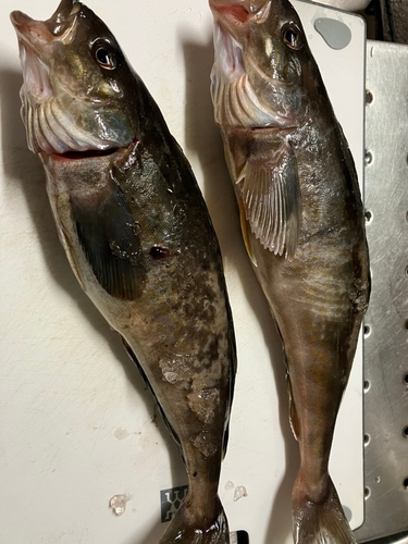 ホッケの釣果