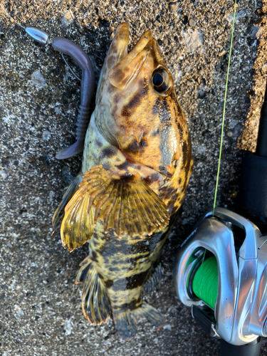 タケノコメバルの釣果