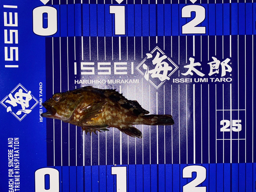 カサゴの釣果