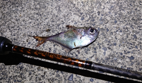 ミナミハタンポの釣果