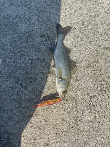 セイゴ（タイリクスズキ）の釣果