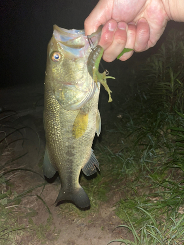 ブラックバスの釣果