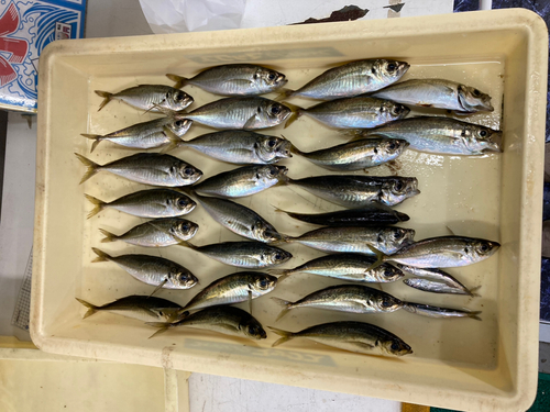 アジの釣果