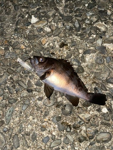 シロメバルの釣果