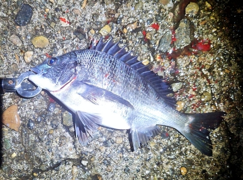 クロダイの釣果