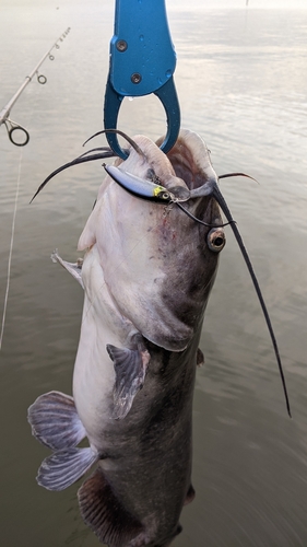 アメリカナマズの釣果