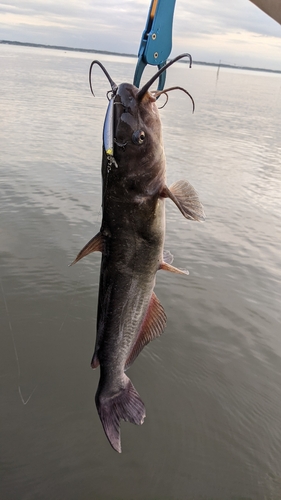 アメリカナマズの釣果