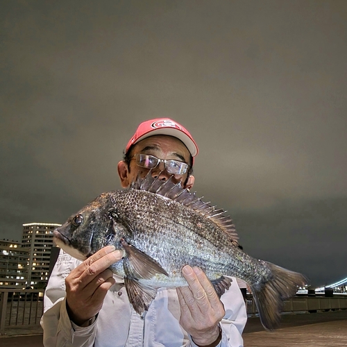 チヌの釣果