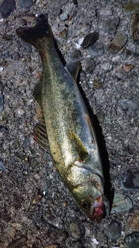 セイゴ（マルスズキ）の釣果