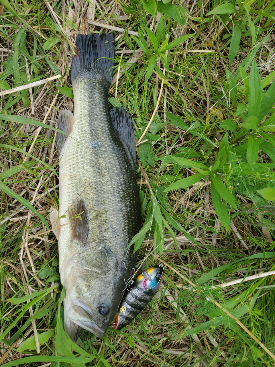 DAIWA 20リベリオン（センターカット2ピース スピニングモデル