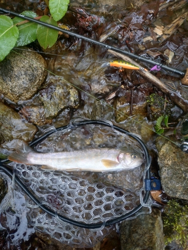 イワナの釣果