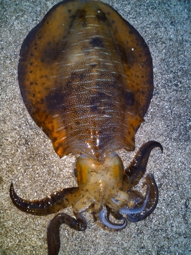 アオリイカの釣果