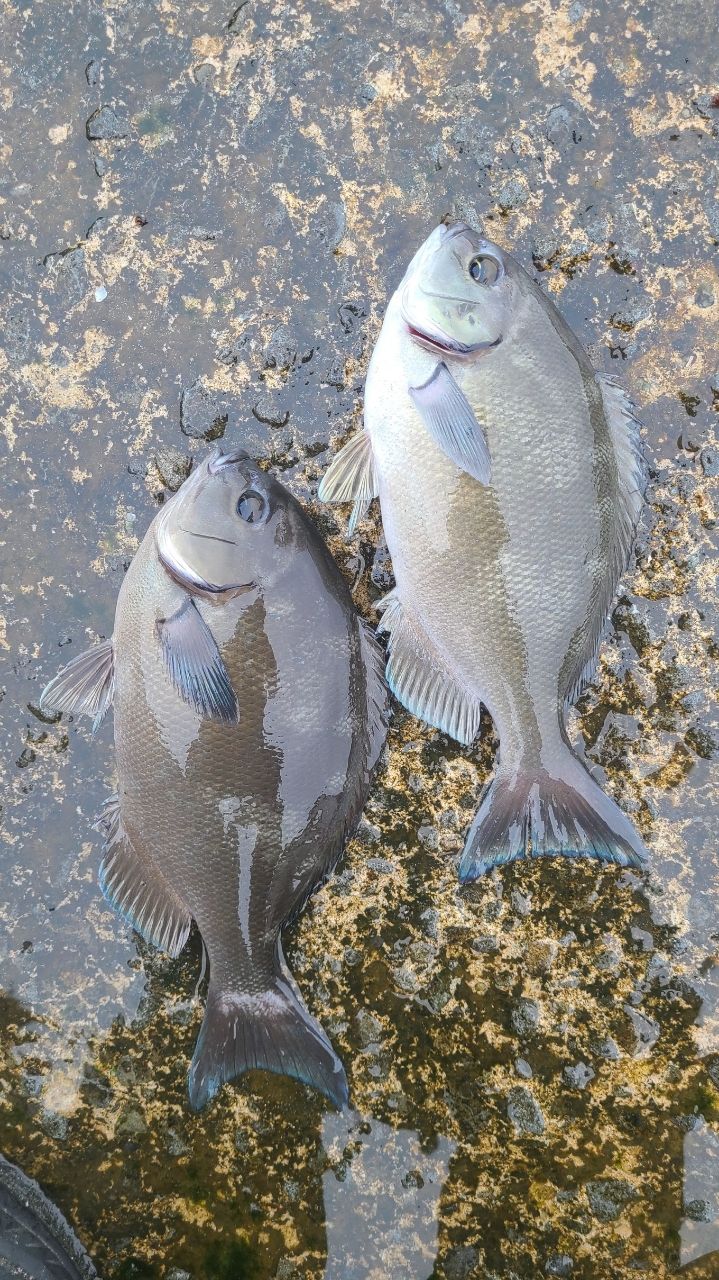 セノーさんの釣果 2枚目の画像