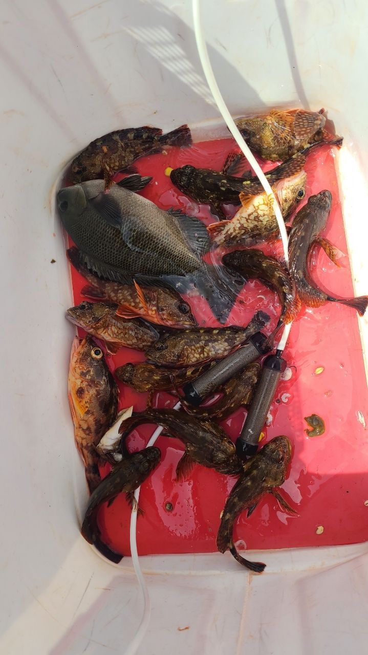セノーさんの釣果 2枚目の画像