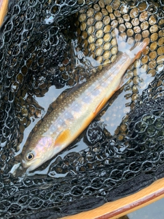 イワナの釣果