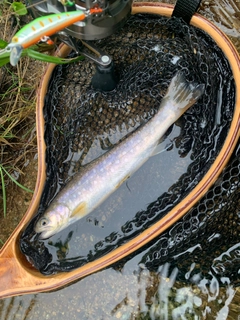 イワナの釣果